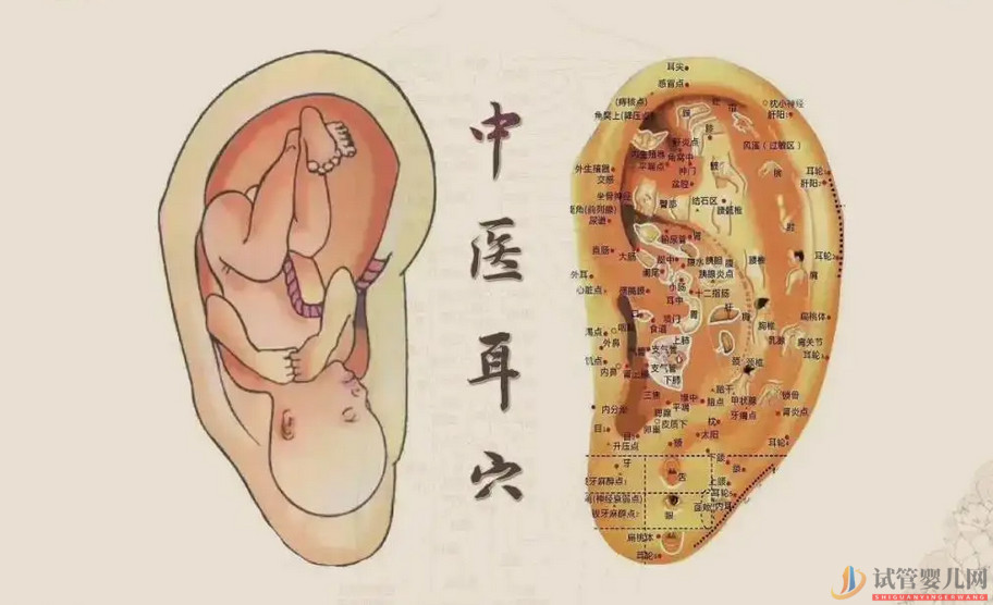 耳朵長這樣的人更長壽，這次中西醫觀點一致(圖2)