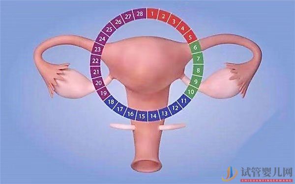 子宮內(nèi)膜厚度如何調(diào)理？子宮內(nèi)膜不標準能做試管嬰兒嗎？(圖1)