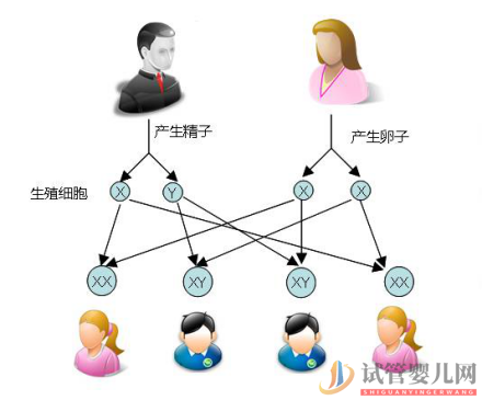 試管嬰兒可以做雙胞胎選性別嗎？(圖1)