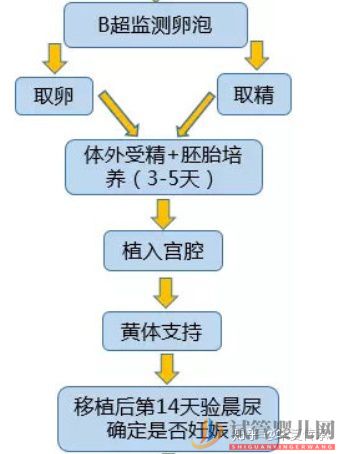 試管嬰兒具體流程(圖2)