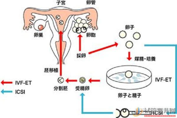 試管嬰兒和普通的嬰兒長大后啥區(qū)別_我國的首例試管(圖1)