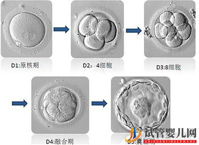 做試管嬰兒流程最全講解(圖4)