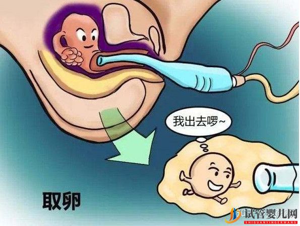 試管嬰兒全流程介紹(圖3)