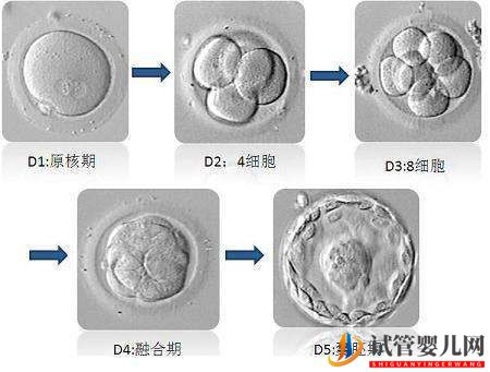 泰國(guó)做試管，移植哪個(gè)階段胚胎更好？(圖1)
