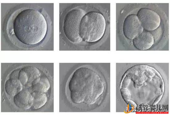 試管嬰兒移植后多久算成功(圖1)