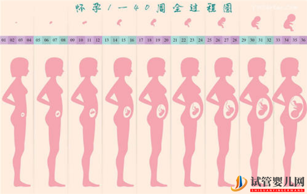 通過試管嬰兒移植成功后多久會顯肚子(圖1)