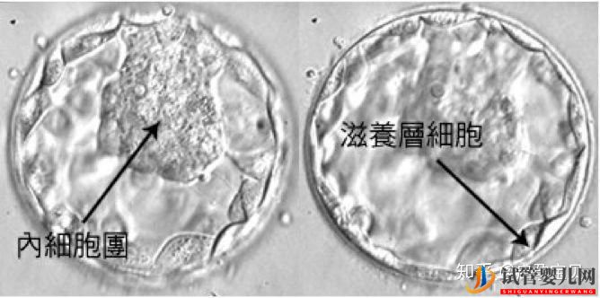 3分鐘教你看懂胚胎等級報告(圖5)