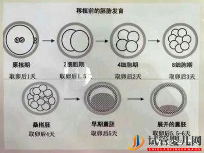 3分鐘教你看懂胚胎等級報告(圖2)