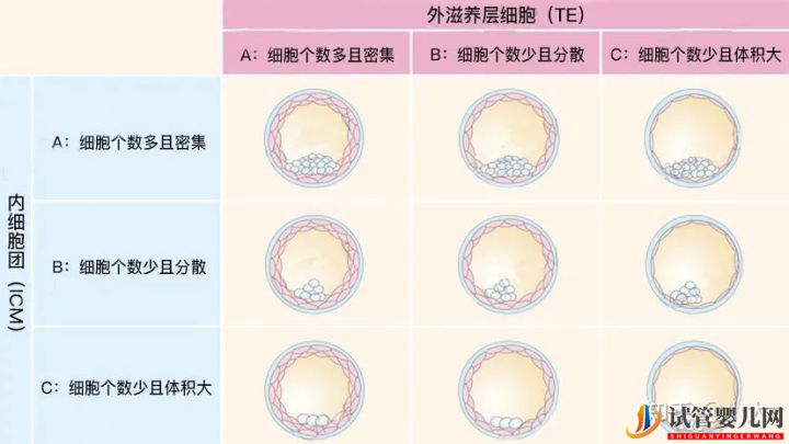 8分鐘帶你了解關于囊胚等級的一切(圖2)
