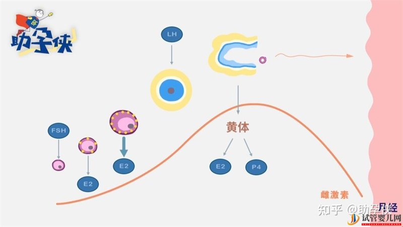 備孕完美的子宮內膜,雌孕激素了解下(圖2) 備孕完美的子宮內膜,雌孕激素了解下(圖2)