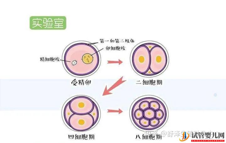 一個(gè)試管嬰兒周期多長(zhǎng)時(shí)間,具體流程怎么樣(圖8) 一個(gè)試管嬰兒周期多長(zhǎng)時(shí)間,具體流程怎么樣(圖8)