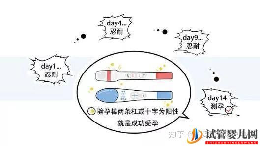 一個(gè)試管嬰兒周期多長(zhǎng)時(shí)間,具體流程怎么樣(圖12) 一個(gè)試管嬰兒周期多長(zhǎng)時(shí)間,具體流程怎么樣(圖12)