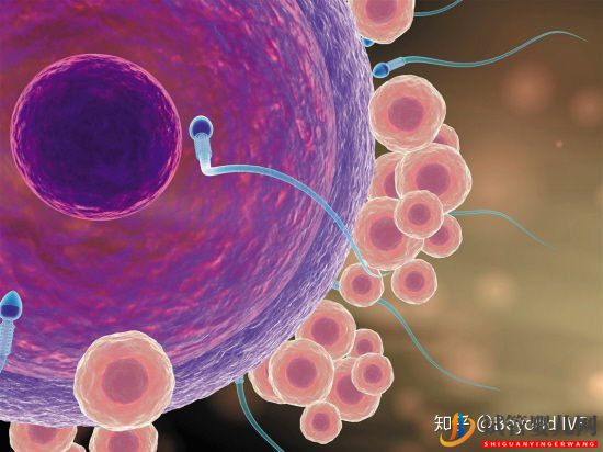 第三代試管嬰兒全部詳細(xì)流程!你想知道的都在這(圖1)