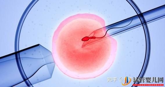 做試管嬰兒的全過程,一切順利的話(圖1) 做試管嬰兒的全過程,一切順利的話(圖1)