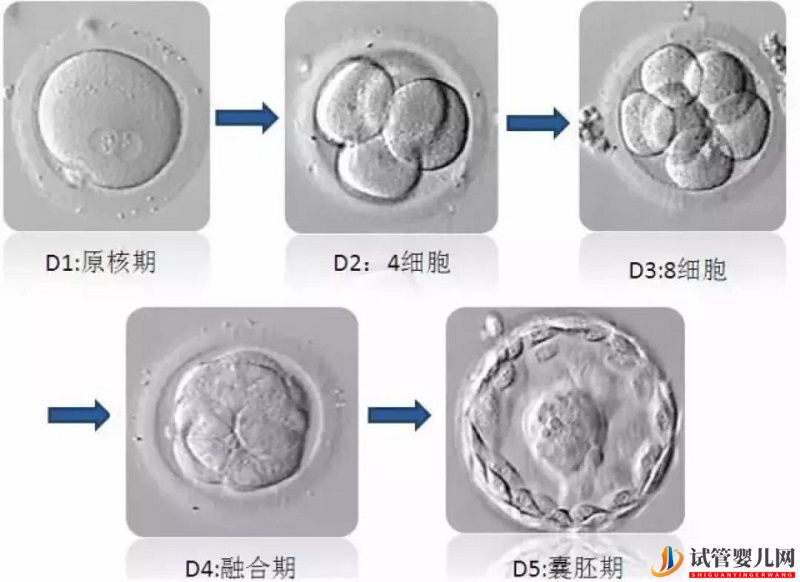 試管嬰兒的胚胎等級(jí)如何劃分(圖1)