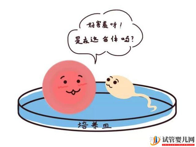 成都三代試管多少錢_公立醫院和服務機構有什么區別(圖1) 成都三代試管多少錢_公立醫院和服務機構有什么區別(圖1)