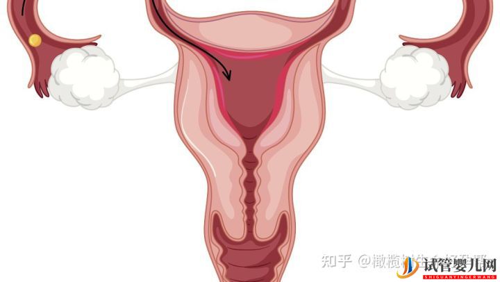 試管嬰兒必查項目性激素六項報告數(shù)值逐個(圖4)