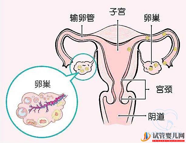 排卵障礙能做試管嬰兒?jiǎn)幔砍晒β识嗌伲?圖1) 排卵障礙能做試管嬰兒?jiǎn)幔砍晒β识嗌伲?圖1)