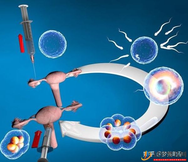 美國試管專家教你自測試管嬰兒成功率的方法(圖14) 美國試管專家教你自測試管嬰兒成功率的方法(圖14)