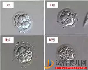 泰國試管嬰兒鮮胚，囊胚，凍胚，哪個移植成功率更高(圖1)