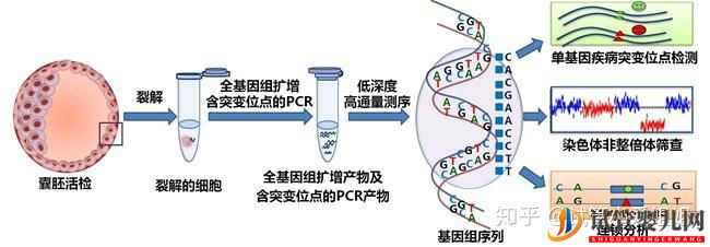 泰國試管高達70%的成功率,做到5點(圖4) 泰國試管高達70%的成功率,做到5點(圖4)