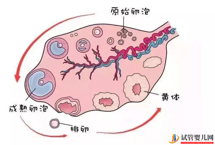 想要提高試管嬰兒的成功率,應該如何提高卵子的質量和使用率?(圖1) 想要提高試管嬰兒的成功率,應該如何提高卵子的質量和使用率?(圖1)