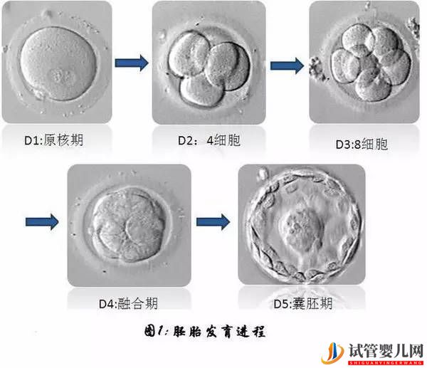 手把手教你搞懂試管嬰兒的胚胎等級(圖1)