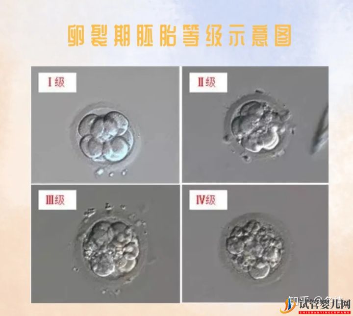 你的胚胎“算老幾”_解密鮮胚囊胚等級(圖2) 你的胚胎“算老幾”_解密鮮胚囊胚等級(圖2)