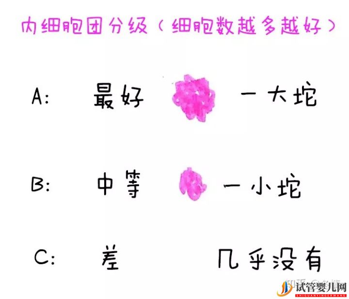 你的胚胎“算老幾”_解密鮮胚囊胚等級(圖3) 你的胚胎“算老幾”_解密鮮胚囊胚等級(圖3)