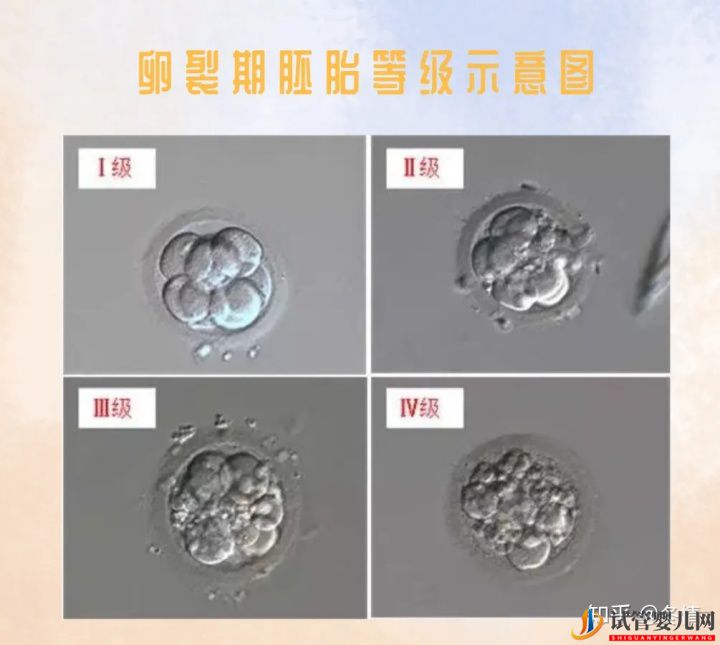 你的胚胎“算老幾”_解密鮮胚囊胚等級(圖1) 你的胚胎“算老幾”_解密鮮胚囊胚等級(圖1)