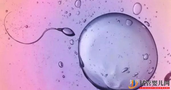 做試管嬰兒的具體步驟是怎樣的_一文給你講解試管(圖4) 做試管嬰兒的具體步驟是怎樣的_一文給你講解試管(圖4)