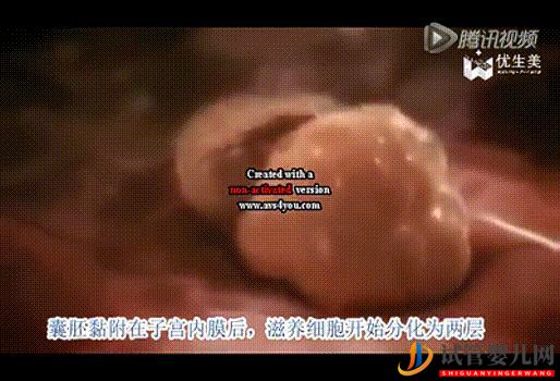 移植后的14天,胚胎發生了這樣的變化!(圖2) 移植后的14天,胚胎發生了這樣的變化!(圖2)
