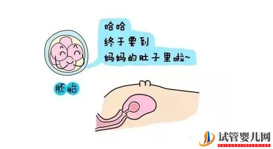 試管前必做功課之胚胎移植篇(圖2) 試管前必做功課之胚胎移植篇(圖2)
