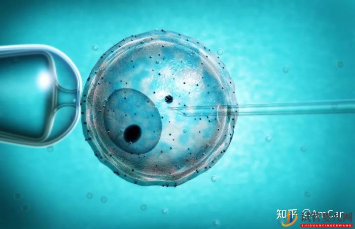 試管嬰兒大揭秘,取卵疼不疼(圖6) 試管嬰兒大揭秘,取卵疼不疼(圖6)