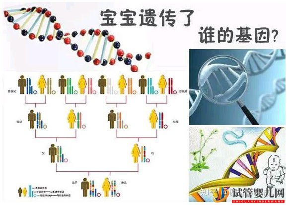 三代試管可以解決那些遺傳病(圖1) 三代試管可以解決那些遺傳病(圖1)