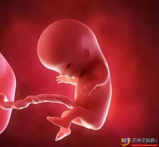 經(jīng)痛赴美國做試管嬰兒有影響嗎(圖3)