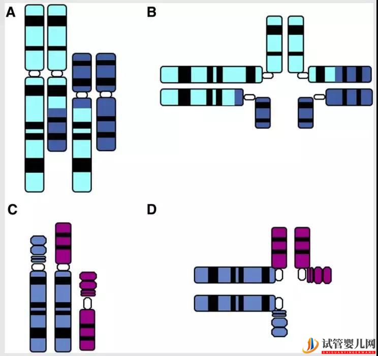 “完全正常”染色體的第三代試管嬰兒是真的嗎？(圖1)