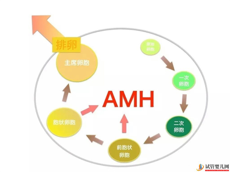 AMH是如何影響女性卵子儲備的，對做試管有影響嗎？(圖1)