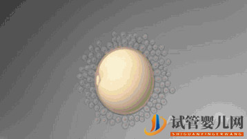 第三代試管嬰兒真的最好最先進(jìn)嗎_國(guó)內(nèi)哪里可以做(圖1) 第三代試管嬰兒真的最好最先進(jìn)嗎_國(guó)內(nèi)哪里可以做(圖1)