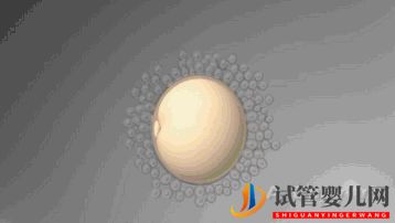 第三代試管嬰兒真的最好最先進(jìn)嗎_國(guó)內(nèi)哪里可以做(圖2) 第三代試管嬰兒真的最好最先進(jìn)嗎_國(guó)內(nèi)哪里可以做(圖2)