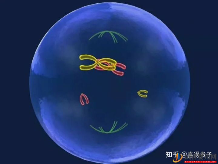 夫妻染色體正常,但胚胎染色體異常,什么原因引起(圖1)