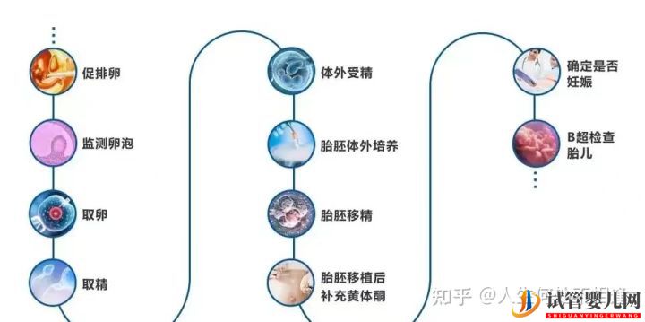 做試管嬰兒多久可以懷孕呢_具體流程是怎樣的(圖1)