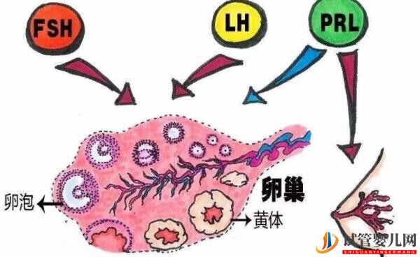 美國(guó)試管成功率的關(guān)鍵-獲得健康卵子(圖2)