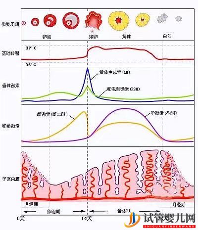 女性雌激素過高會降低試管移植成功率嗎？女性雌激素多還是少較好(圖1)