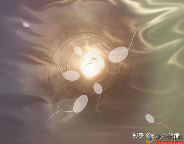做到這2點,試管嬰兒成功率或將提高25%至35%(圖3)