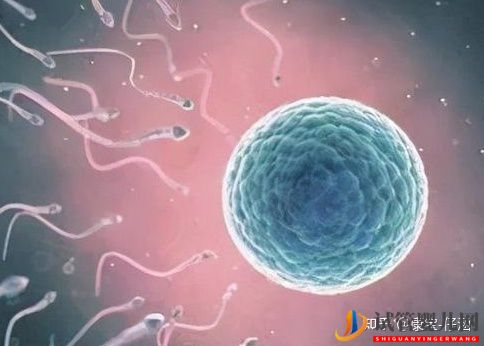 通俗易懂的一、二、三代試管嬰兒解說,及三代試管能...(圖1)