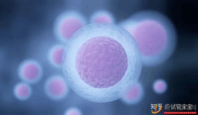 試管嬰兒取卵后多久可以移植胚胎(圖1)