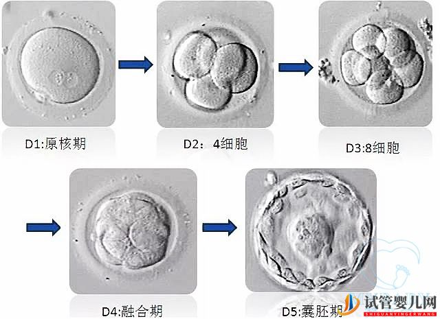 試管嬰兒凍胚和鮮胚哪個成功率高(圖1)