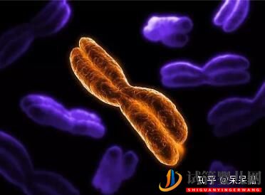 試管過程中影響成功率的關(guān)鍵是什么,鮮胚、凍胚(圖3)