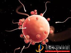 試管過程中影響成功率的關(guān)鍵是什么,鮮胚、凍胚(圖5)